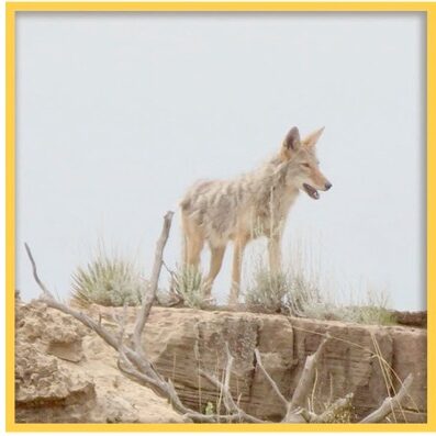 Coyote standing on a mesa