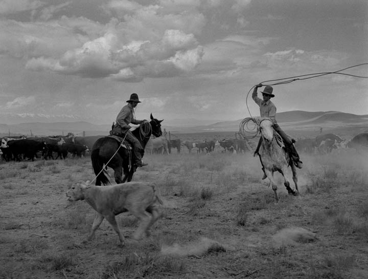 Black and white action photo of two cowboys on horses lassoing a calf. There are cows in the background.