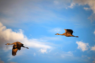 Two sandhill cranes flying against a slightly cloudy sky.