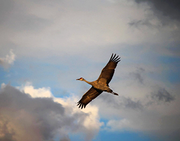 1 sandhill crane flying against a cloudy sky