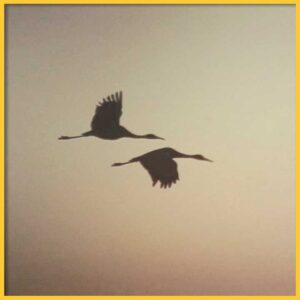 Silhouettes of two grullas flying during twilight