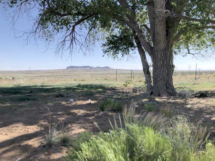A photo of a cottonwood tree with the Huerfano Mesa in the background