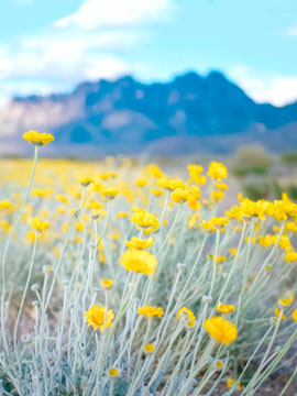 Image yellow daisies in front of the Oregan Mountains in Las Cruces, NM. Photo Courtesy Ben Curry