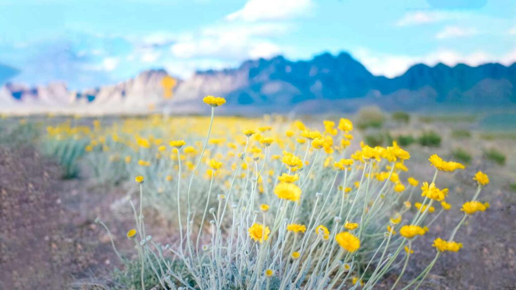 Image yellow daisies in front of the Oregan Mountains in Las Cruces, NM