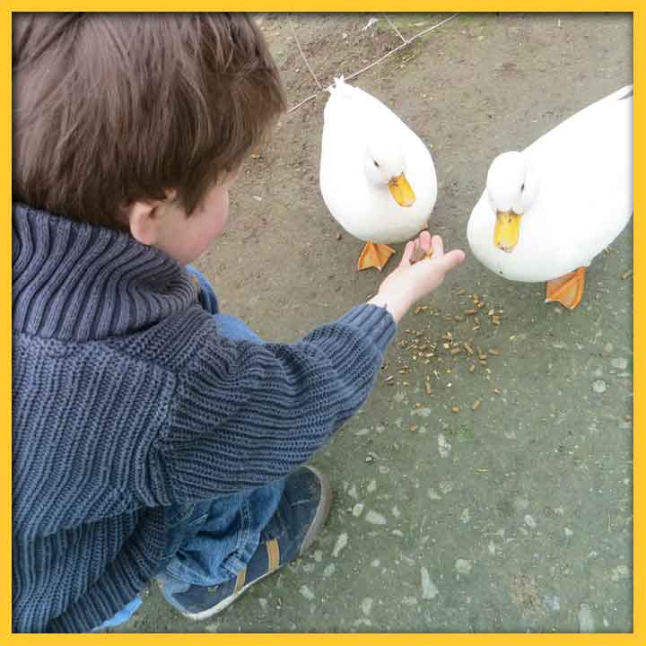 Little boy feeding two white ducks by hand