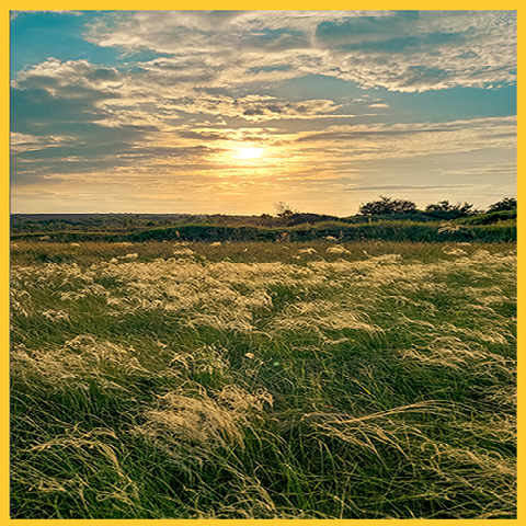 A serene landscape with gentle clouds and green grass swaying in the breeze.